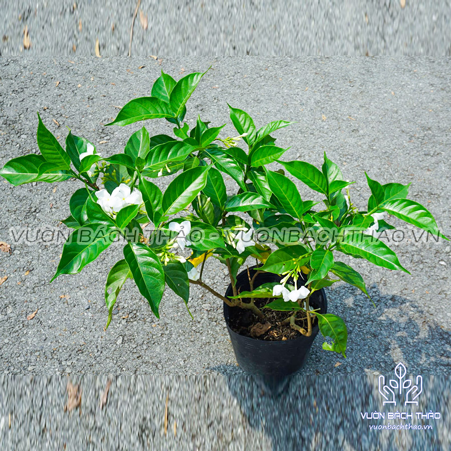 Cây Hoa Lài Trâu, Cây lài tây