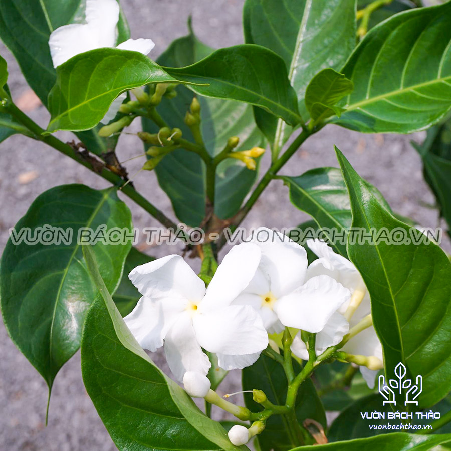 Cây Hoa Lài Trâu, Cây lài tây