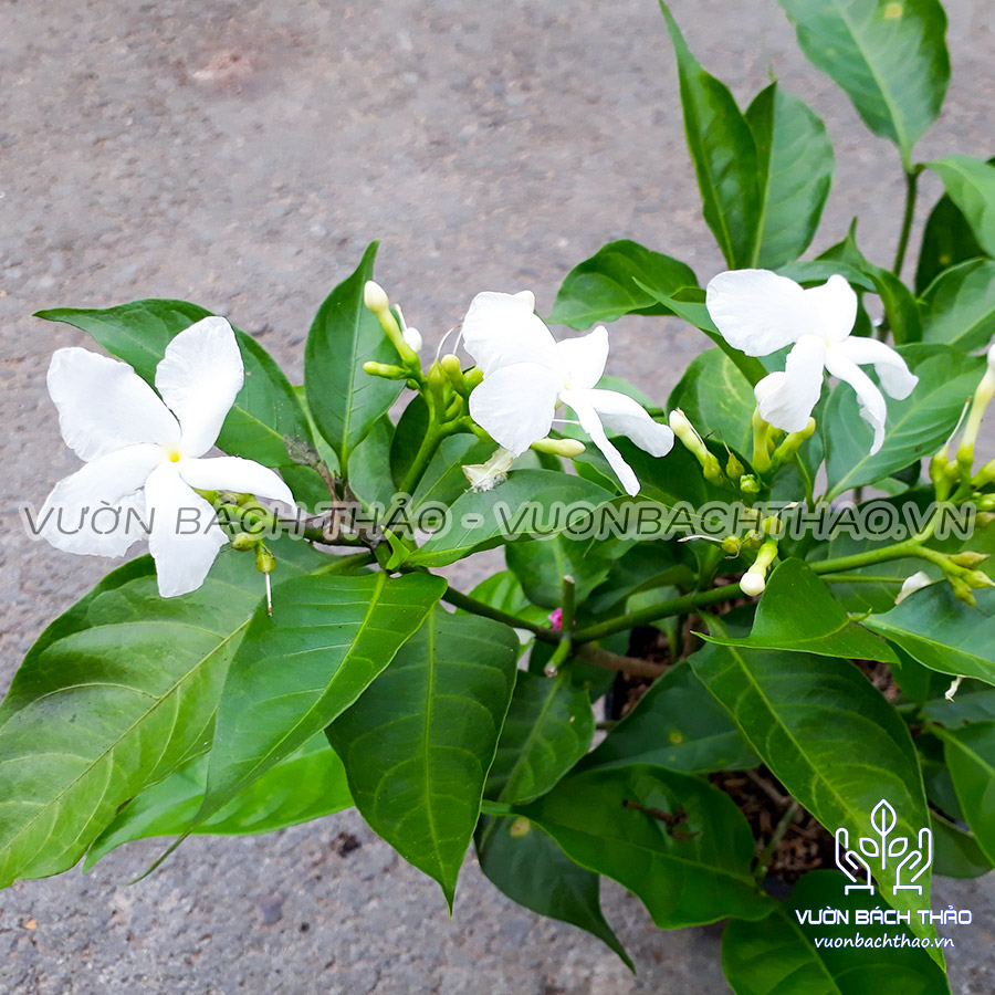 Cây Hoa Lài Trâu, Cây lài tây