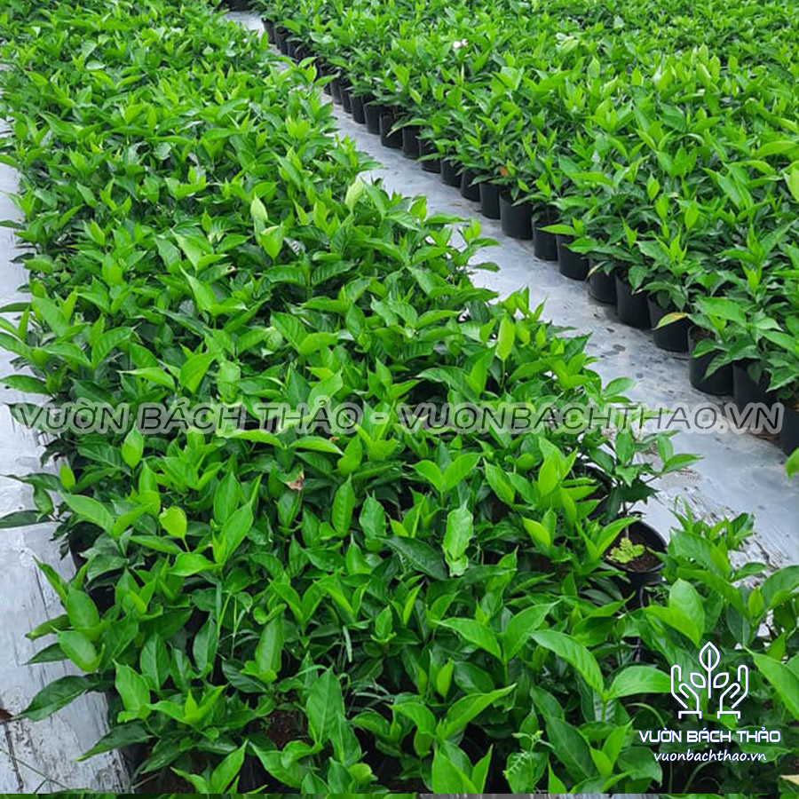 Cây Hoa Lài Trâu, Cây lài tây