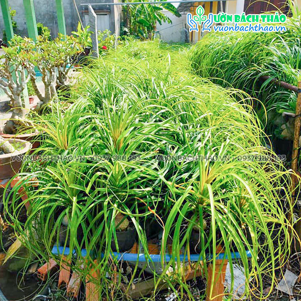 Cây Lan Bình Rượu