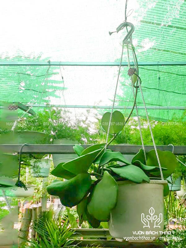 Cây Lan Cẩm Cù Chậu Treo