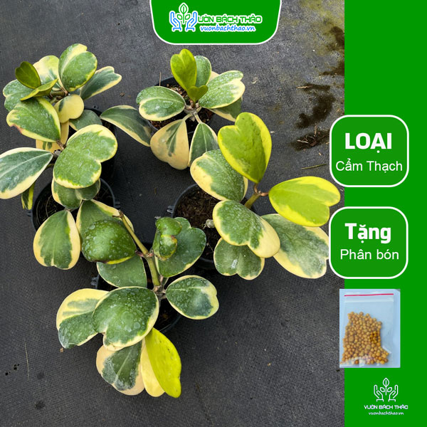 Cây Lan Cẩm Cù Lá Tim