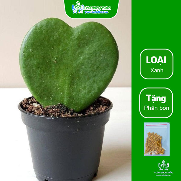 Cây Lan Cẩm Cù Lá Tim