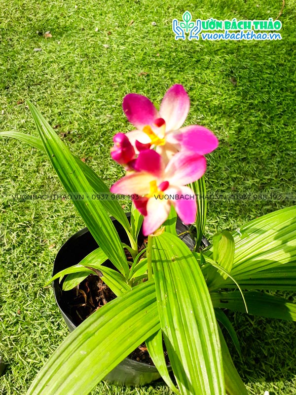 Cây Lan Chu Đinh (Địa Lan)