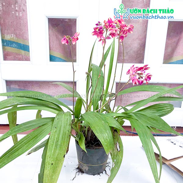 Cây Lan Chu Đinh (Địa Lan)