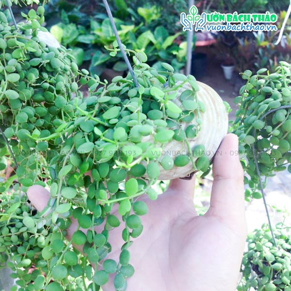 Cây Lan Nút Áo Chậu Treo (Lan Hạt Ngọc)