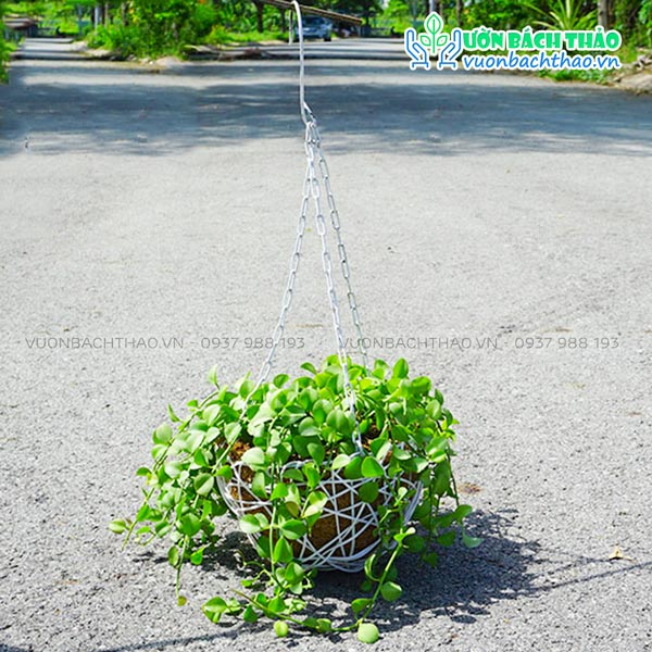 Cây Lan Đô La Chậu Treo