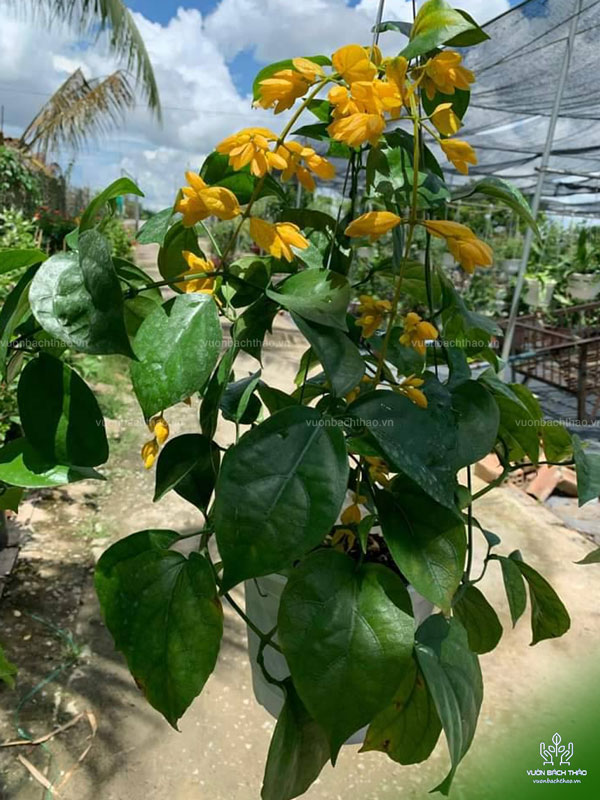 Cây Lan Hoàng Dương Chậu Treo