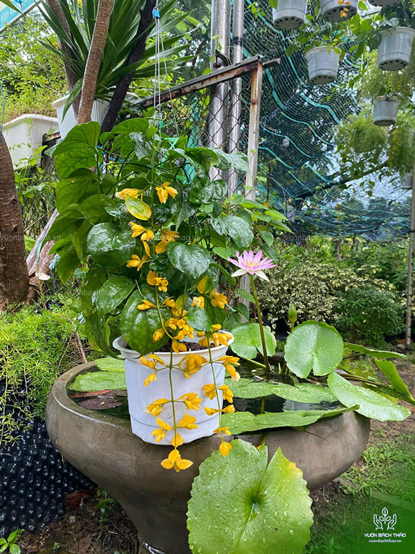Cây Lan Hoàng Dương Chậu Treo