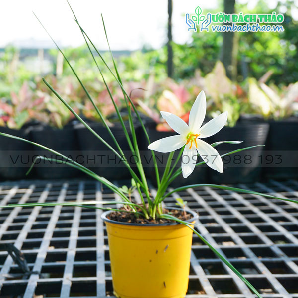 Cây Lan Móng Tay (Hẹ Trắng)