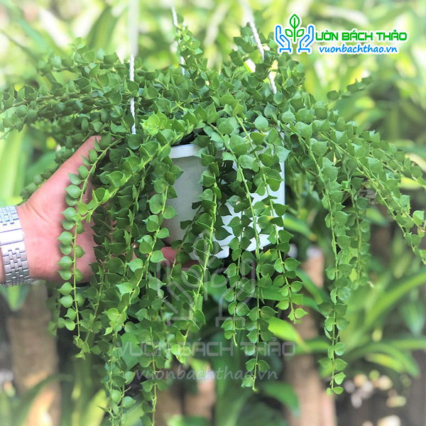 Cây Lan Tim Chậu Treo