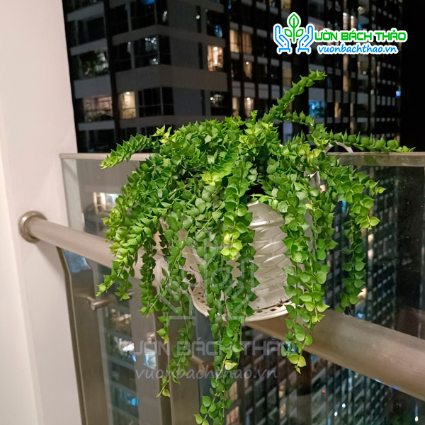 Cây Lan Tim Chậu Treo