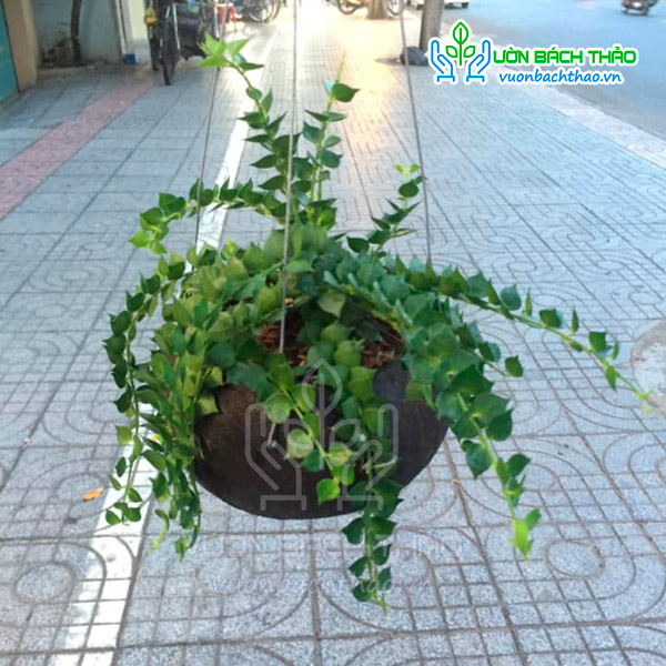 Cây Lan Tim Chậu Treo