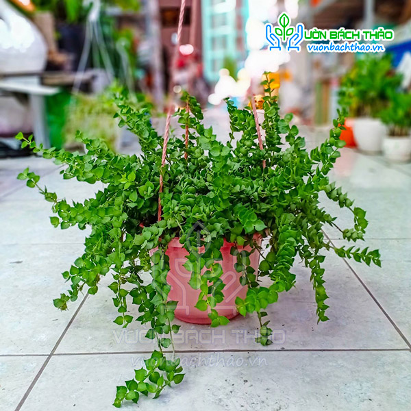 Cây Lan Tim Chậu Treo