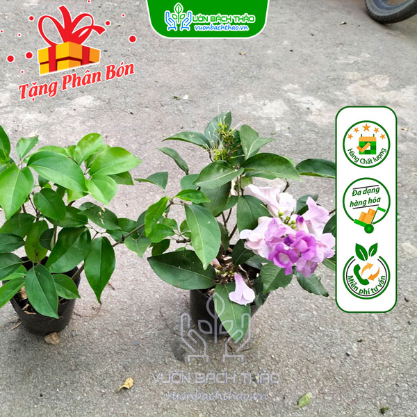 Cây Hoa Lan Tỏi (Dây Ánh Hồng)