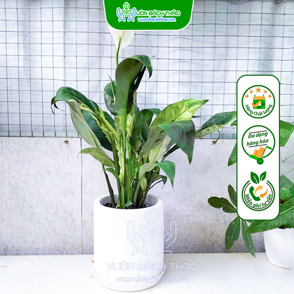 Cây Lan Ý Cẩm Thạch Để Bàn