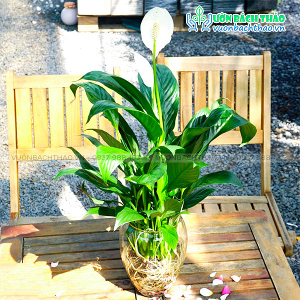 Cây Lan Ý Trong Nước (Thủy Sinh)