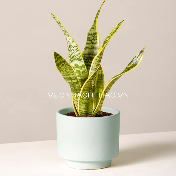 Cây Lưỡi Hổ Thái Để Bàn