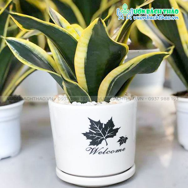 Cây Lưỡi Hổ Búp Sen Để Bàn