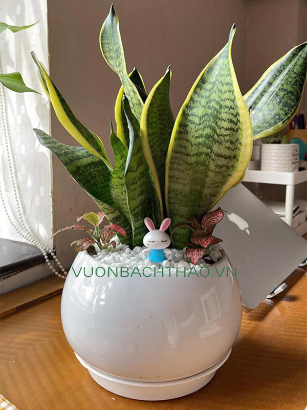 Cây Lưỡi Hổ Thái Để Bàn