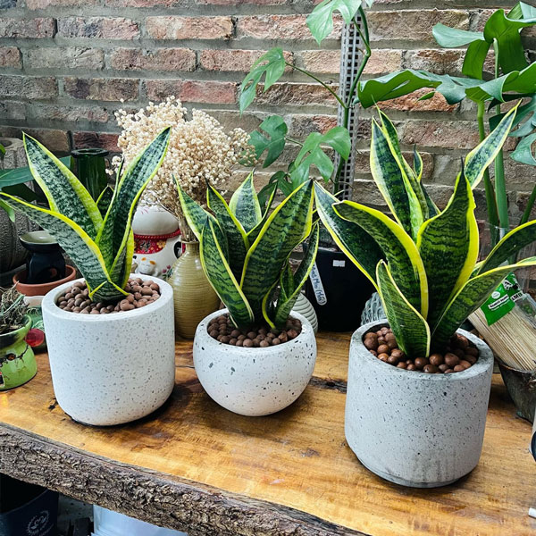 Cây Lưỡi Hổ Búp Sen Để Bàn