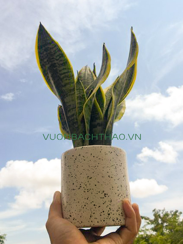 Cây Lưỡi Hổ Thái Để Bàn