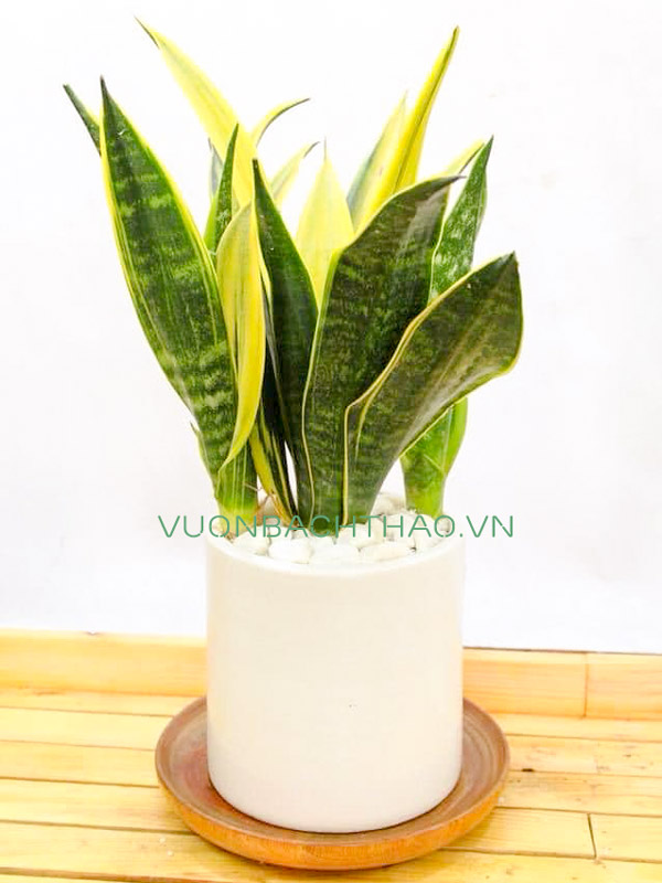 Cây Lưỡi Hổ Thái Để Bàn