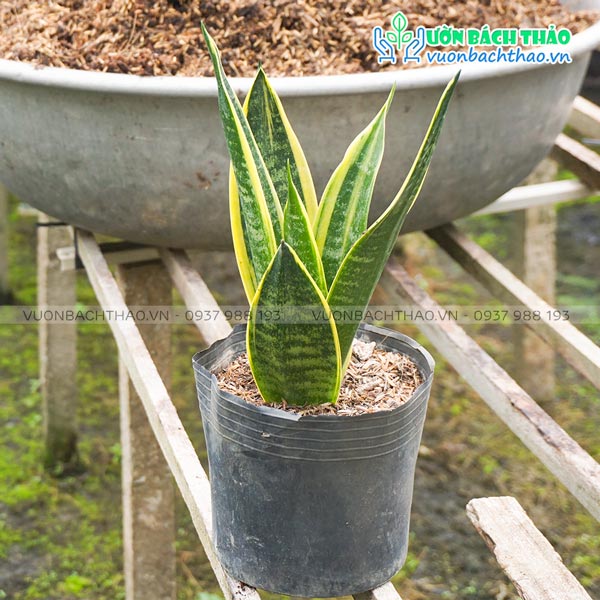 Cây Lưỡi Hổ Thái