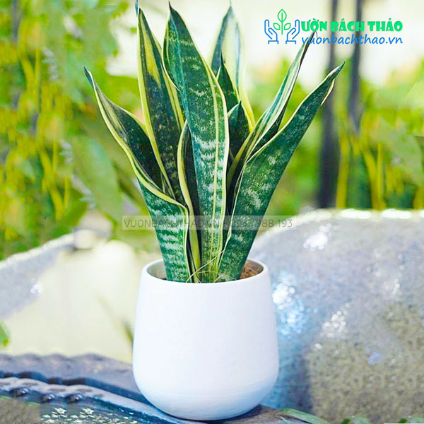 Cây Lưỡi Hổ Thái Để Bàn