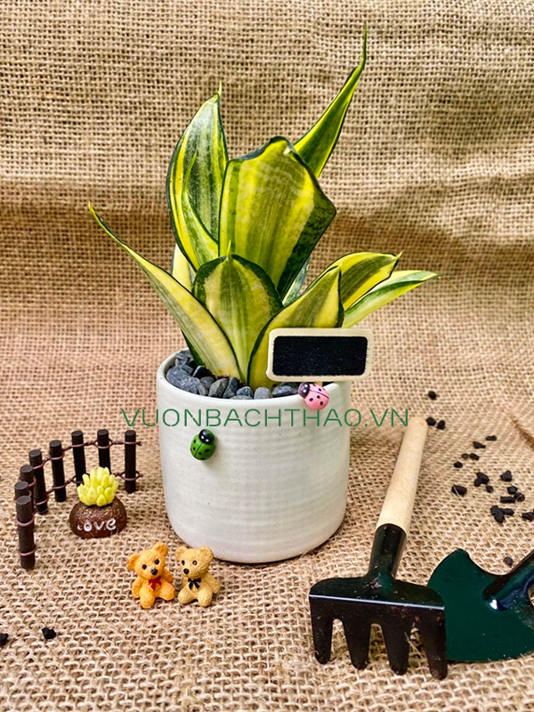 Cây Lưỡi Hổ Thái Để Bàn