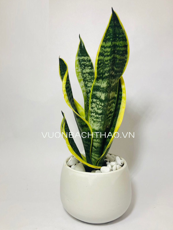 Cây Lưỡi Hổ Thái Để Bàn