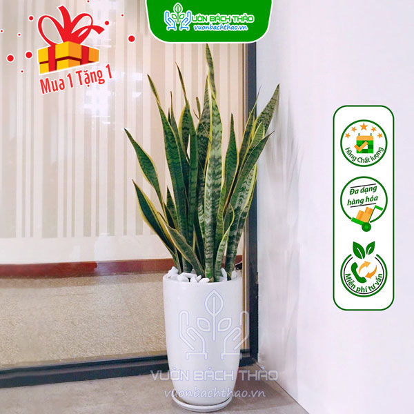 Cây Lưỡi Hổ Chậu Đứng Để Sàn