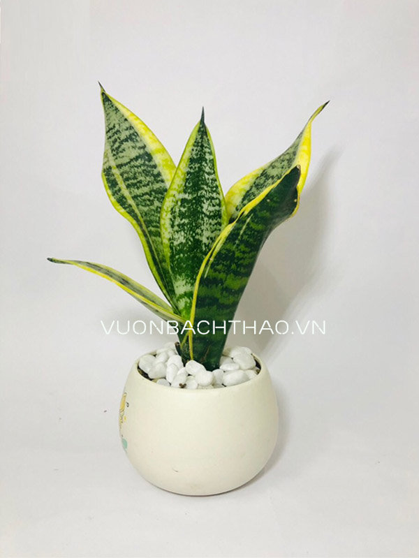 Cây Lưỡi Hổ Thái Để Bàn