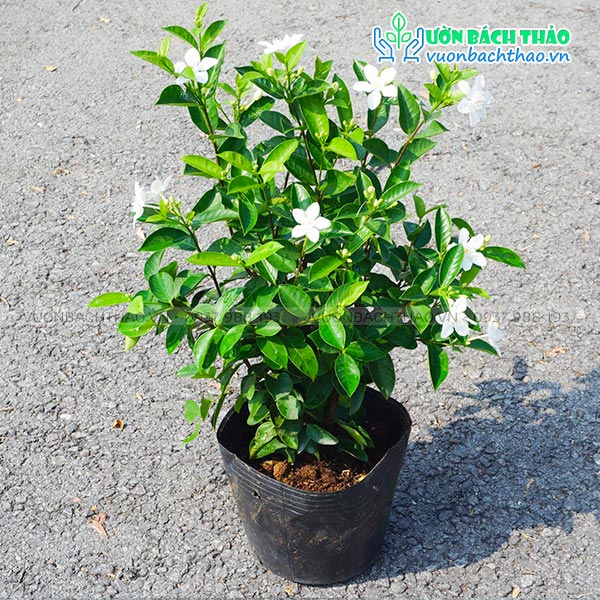 Cây Mai Chỉ Thiên