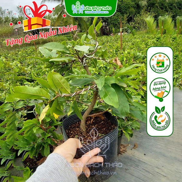 Cây Hoa Mai Vàng Mini