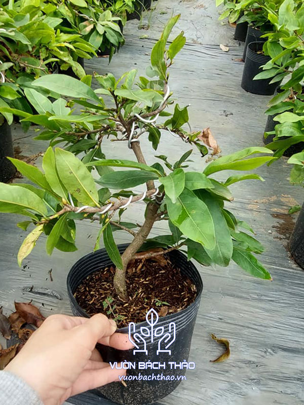 Cây Hoa Mai Vàng Mini | Vườn Bách Thảo