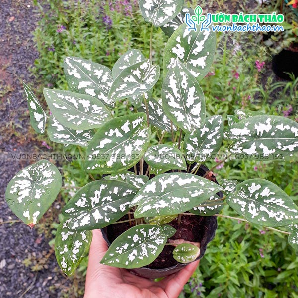 Cây Môn Đốm Trắng (Caladium Humboldtii)