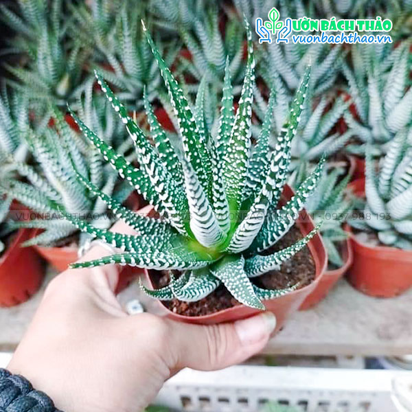 Cây Sen Đá Móng Rồng Vườn Bách Thảo