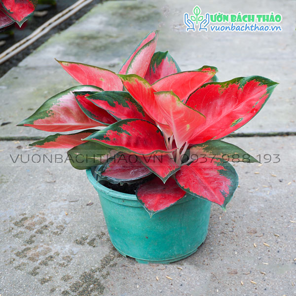 Cây Ngân Long (Huyết Rồng)