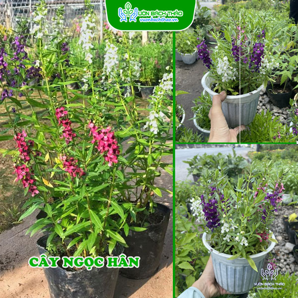 Cây Ngọc Hân (Bâng Khuâng)