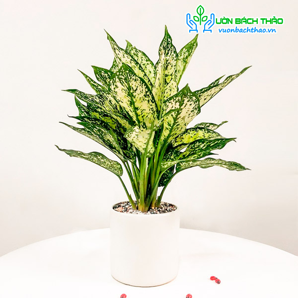 Cây Ngọc Ngân Để Bàn