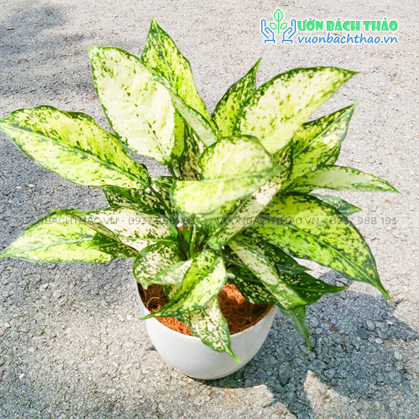 Cây Ngọc Ngân Để Bàn