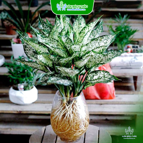 Cây Ngọc Ngân Thủy Sinh