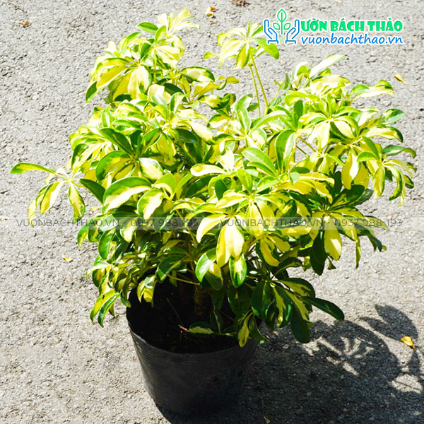 Cây Ngũ Gia Bì Cẩm Thạch