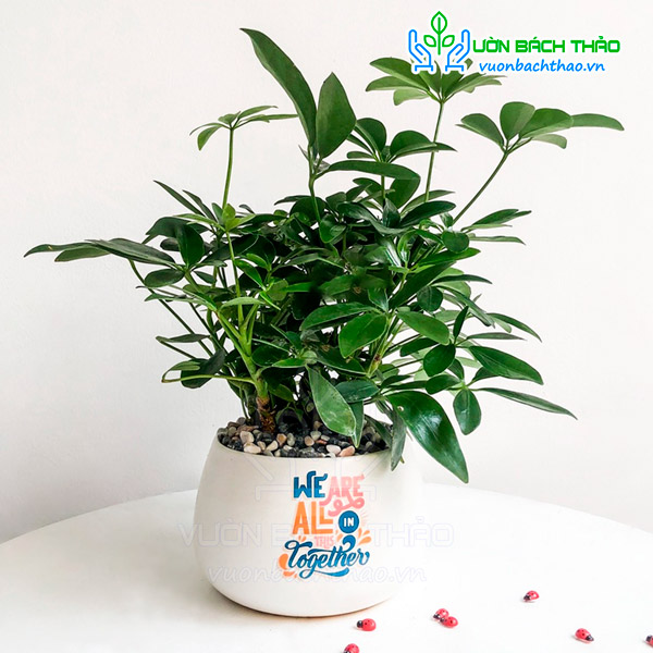 Cây Ngũ Gia Bì Để Bàn