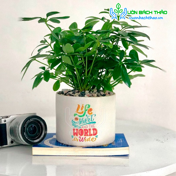 Cây Ngũ Gia Bì Để Bàn