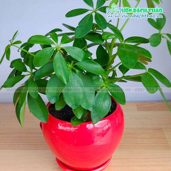 Cây Ngũ Gia Bì Để Bàn