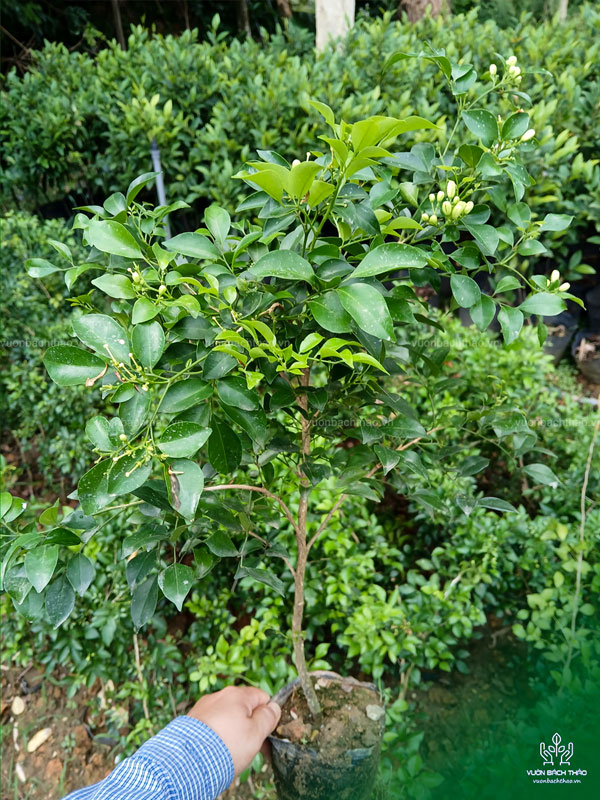 Cây Hoa Nguyệt Quế