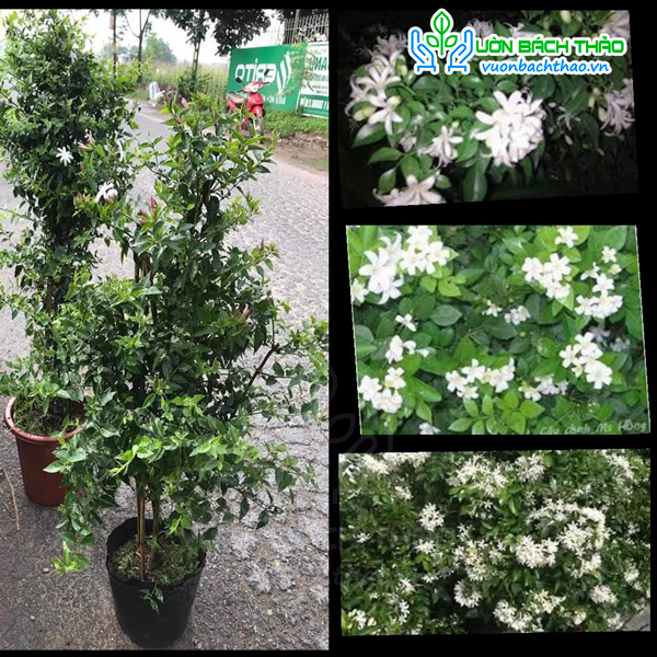 Cây Nguyệt Quế Leo